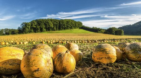Field of pumpkins | © Steiermark Tourismus | Wolfgang Jauk