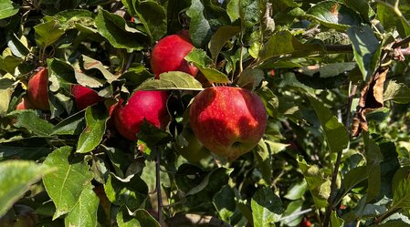 Prächtige Äpfel aus der Steiermark | © STG | Günther Steininger